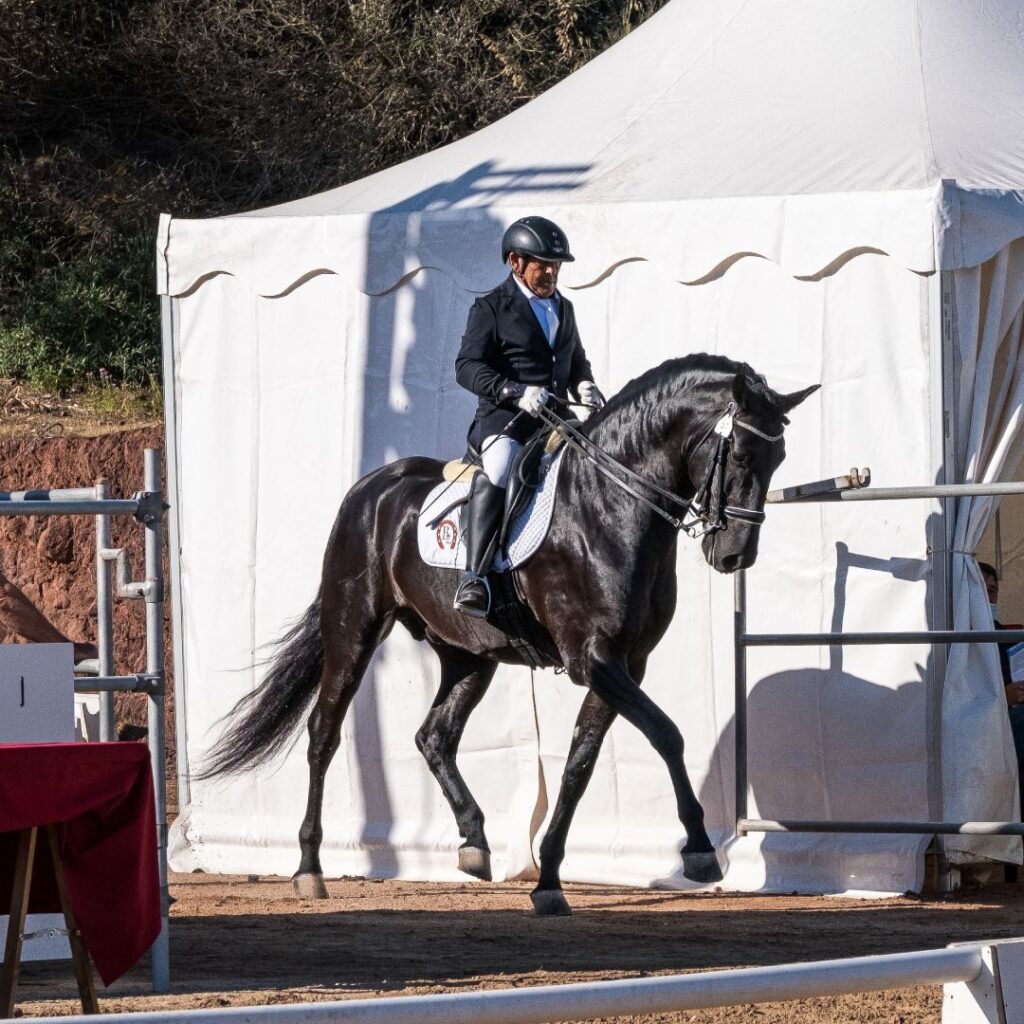 Retransmisión en directo de concurso morfológico de caballos de raza menorquina