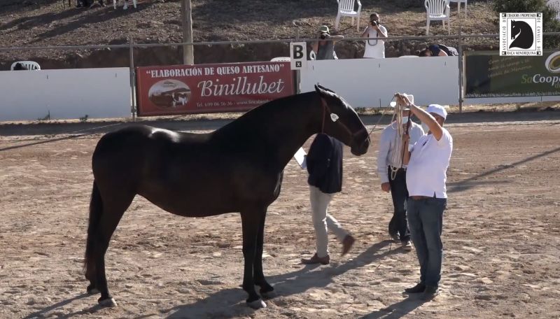 Retransmisión en directo de concurso morfológico de caballos de raza menorquina