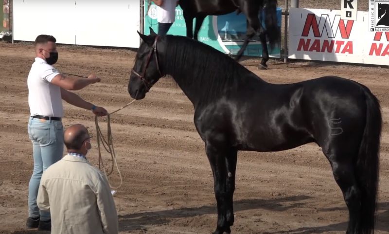 Retransmisión en directo de concurso morfológico de caballos de raza menorquina